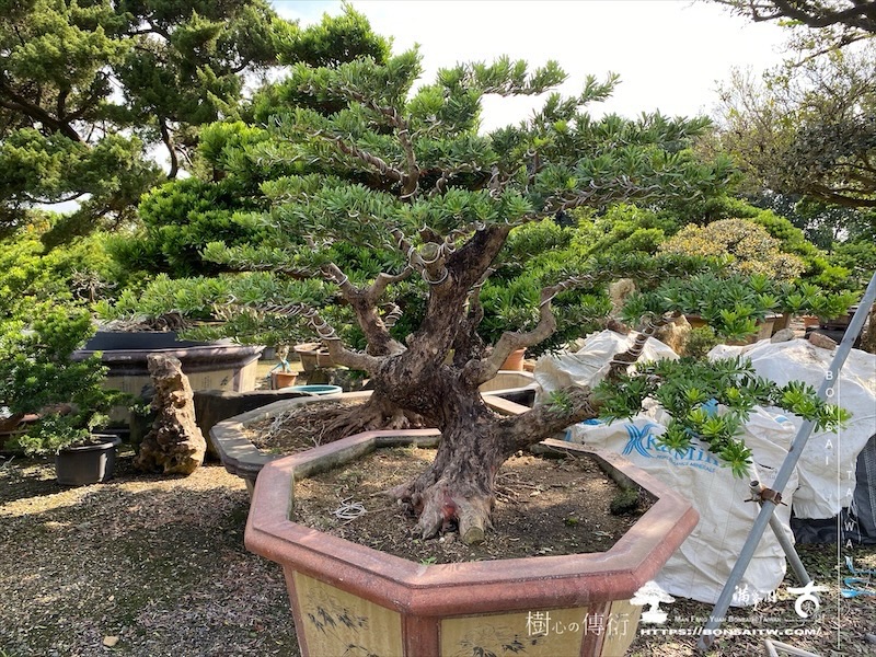 img 6164 1 [晶鑽羅漢松]等待，是為了下一次的蛻變(109) 盆栽(Bonsai)