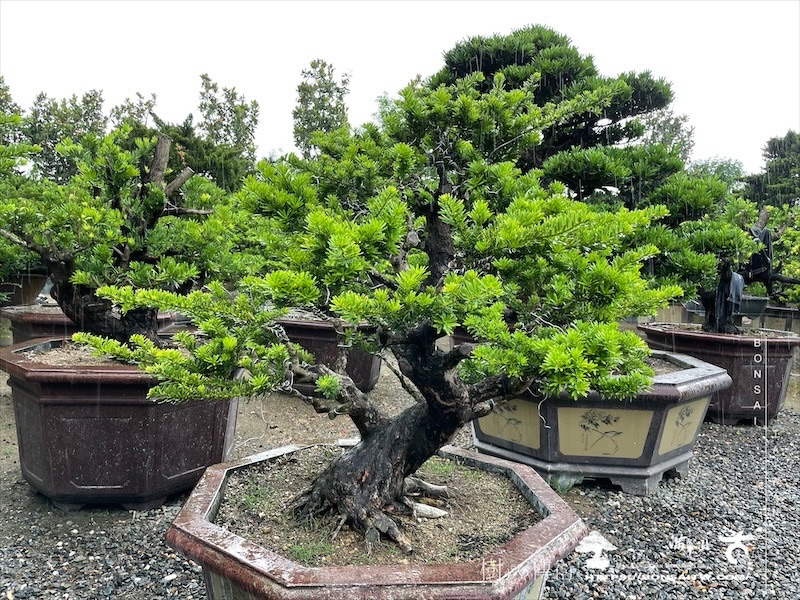 img 6165 1 [晶鑽羅漢松]等待，是為了下一次的蛻變(110) 盆栽(Bonsai)