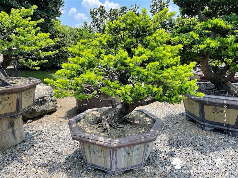 img 6166 1 [晶鑽羅漢松]等待，是為了下一次的蛻變(110) 盆栽(Bonsai)