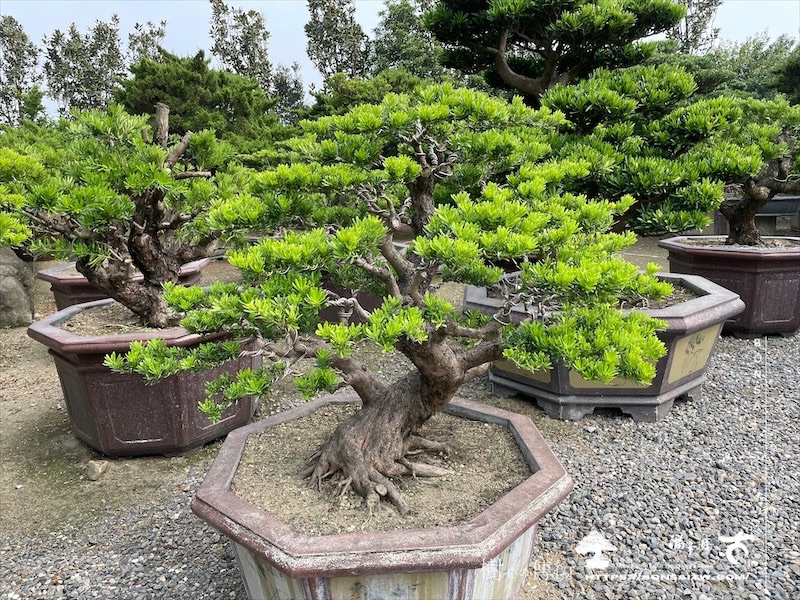 img 6167 1 [晶鑽羅漢松]等待，是為了下一次的蛻變(110) 盆栽(Bonsai)