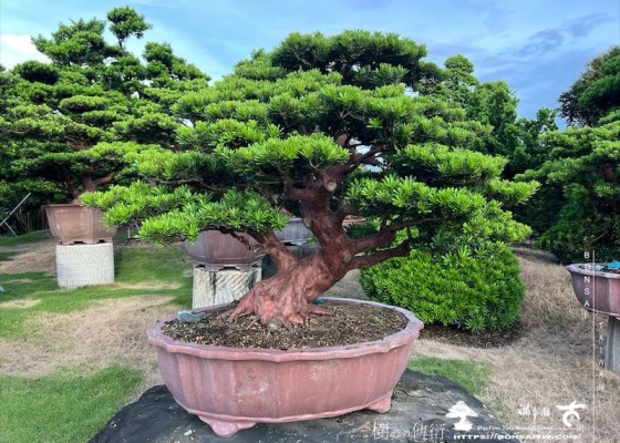 img 6168 1 [晶鑽羅漢松]等待，是為了下一次的蛻變(110) 羅漢松(Podocarpus costalis)
