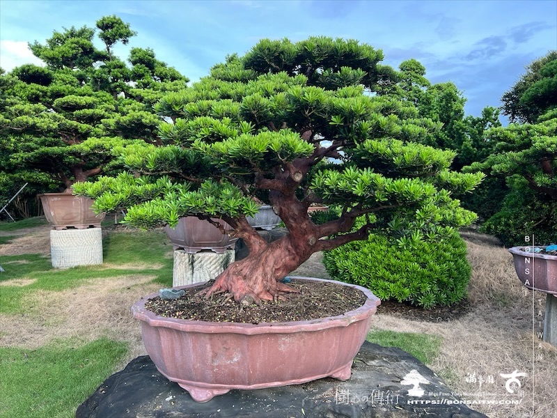 img 6168 1 [晶鑽羅漢松]等待，是為了下一次的蛻變(110) 盆栽(Bonsai)