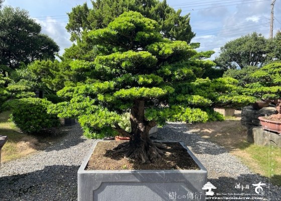 img 6169 1 [晶鑽羅漢松]等待，是為了下一次的蛻變(15)。超大型盆栽，全記錄。 等待，是為了下一次的蛻變