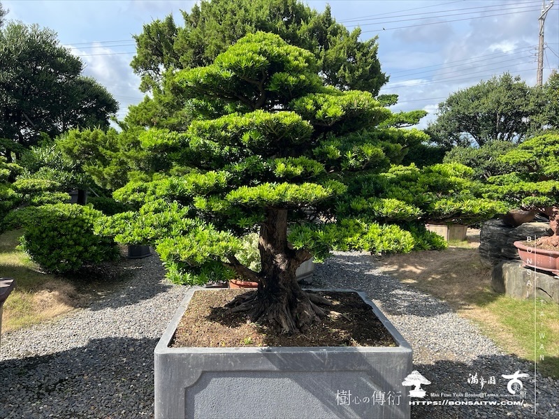 img 6169 1 [晶鑽羅漢松]等待，是為了下一次的蛻變(15)。超大型盆栽，全記錄。 蛻變專題(The plan)