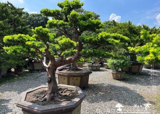 img 6171 1 [晶鑽羅漢松]等待，是為了下一次的蛻變(61) 晶鑽羅漢松(diamond)