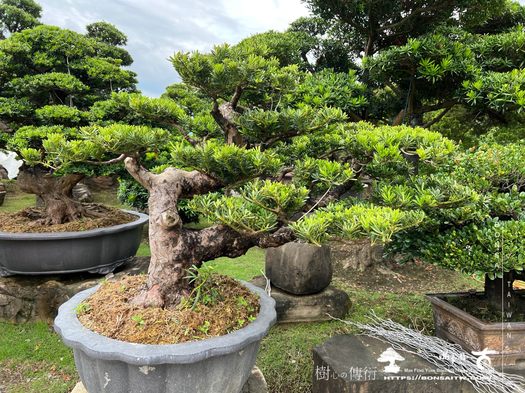 img 6178 1 [晶鑽羅漢松]等待，是為了下一次的蛻變(111) 盆栽(Bonsai)