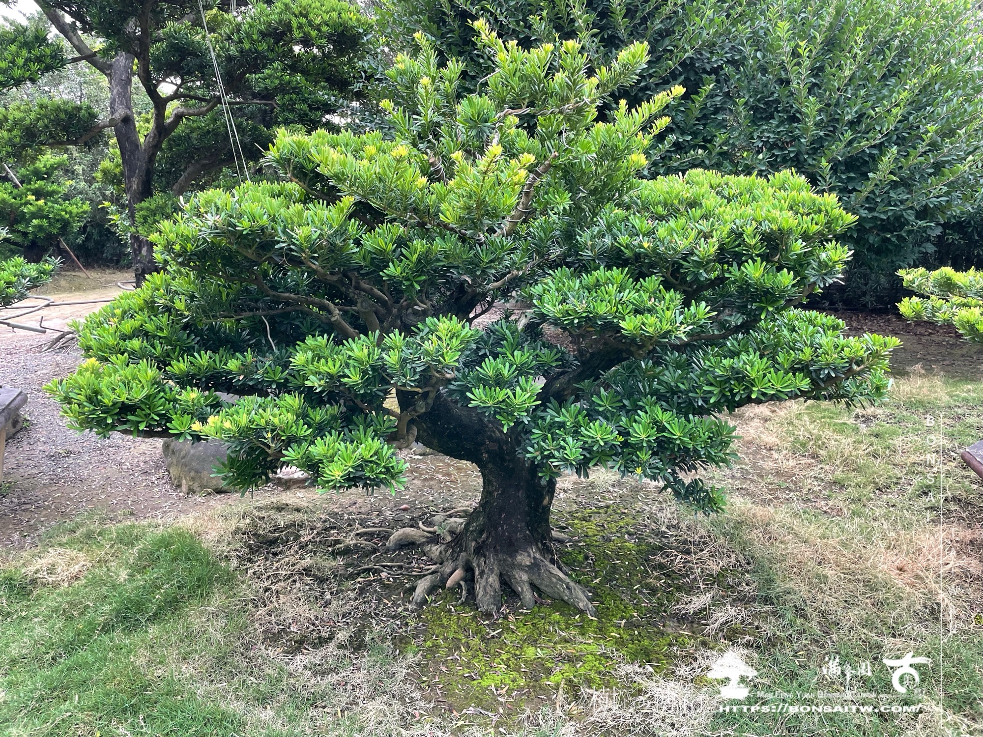 img 6180 1 [晶鑽羅漢松]等待，是為了下一次的蛻變(113) 盆栽(Bonsai)