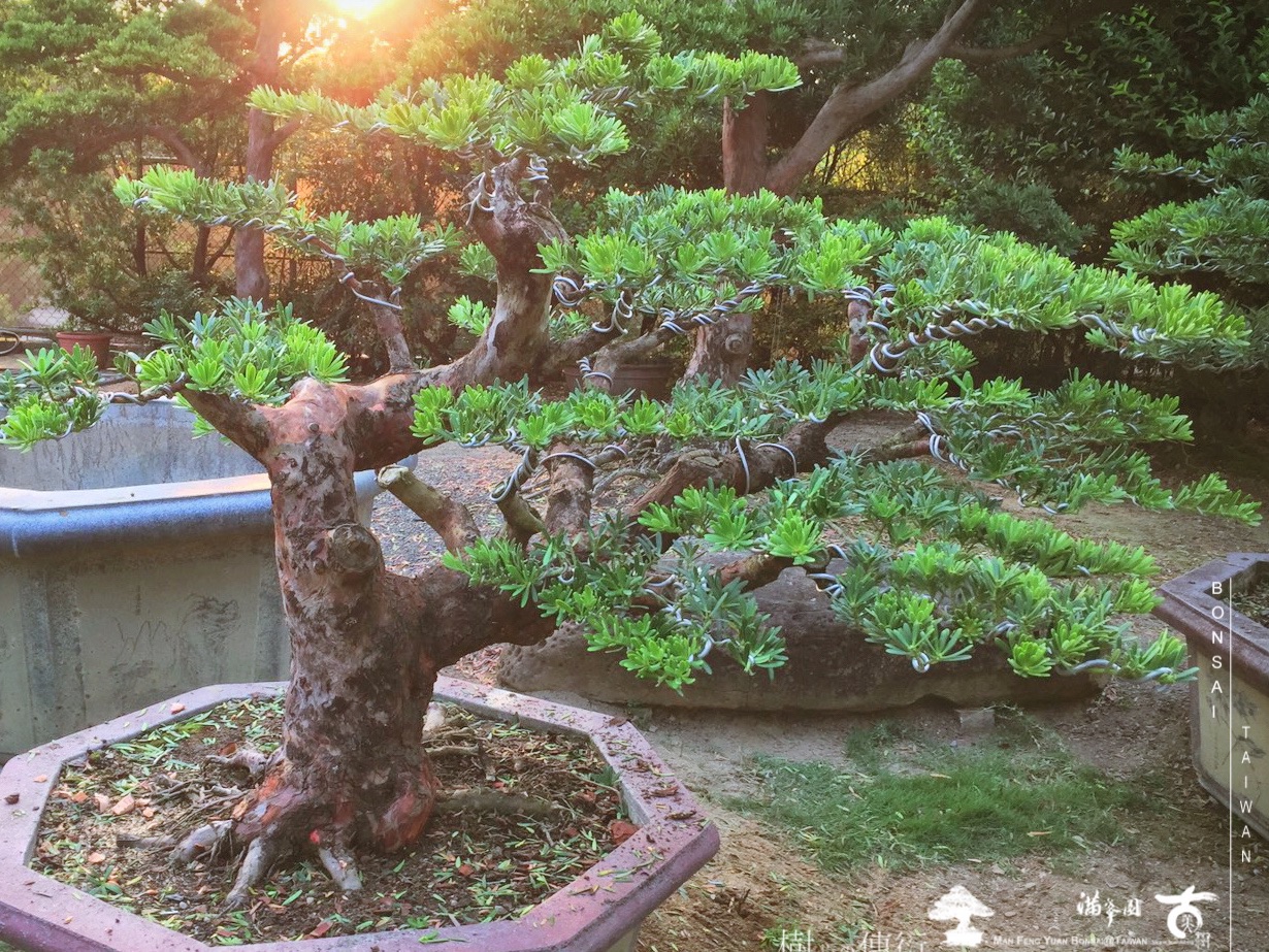img 6187 1 [晶鑽羅漢松]等待，是為了下一次的蛻變(111) 盆栽(Bonsai)