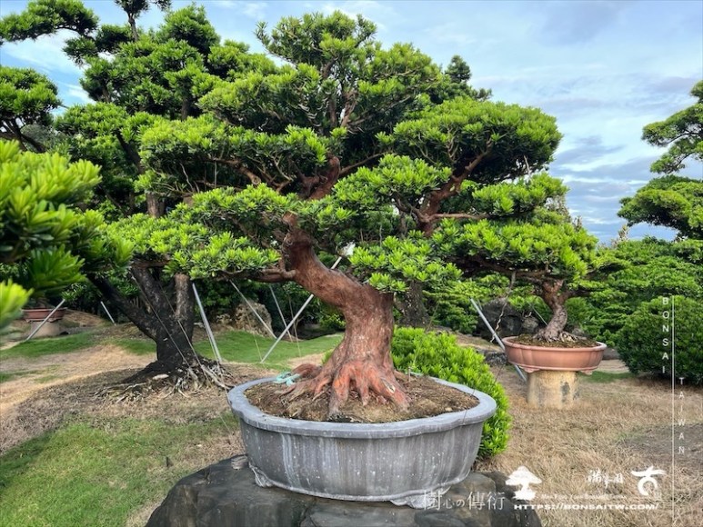img 6193 1 [晶鑽羅漢松]等待，是為了下一次的蛻變(113) 盆栽(Bonsai)