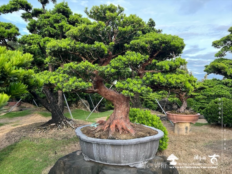 img 6193 1 [晶鑽羅漢松]等待，是為了下一次的蛻變(113) 盆栽(Bonsai)