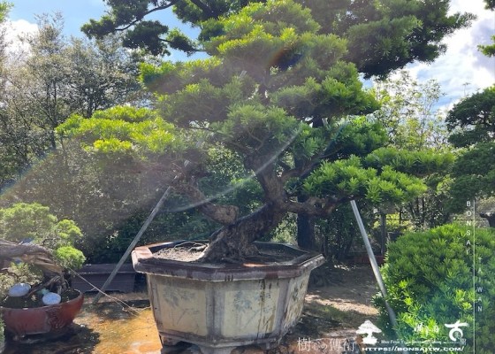 img 6194 1 [晶鑽羅漢松]等待，是為了下一次的蛻變(112) 蛻變專題(The plan)