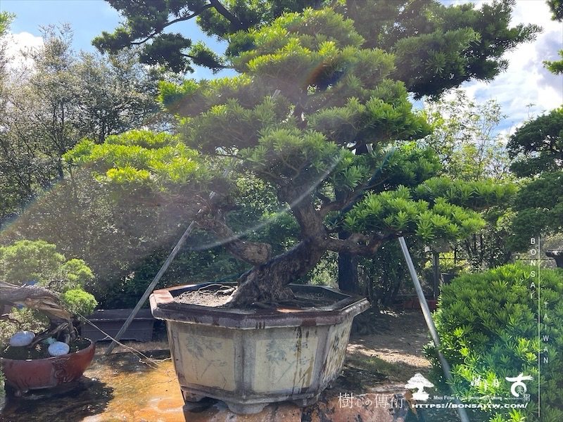 img 6194 1 [晶鑽羅漢松]等待，是為了下一次的蛻變(112) 盆栽(Bonsai)