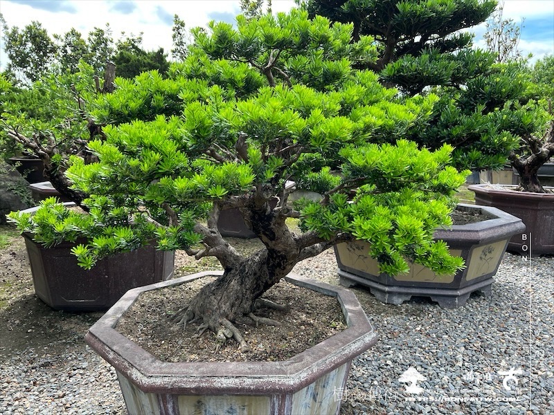 img 6196 1 [晶鑽羅漢松]等待，是為了下一次的蛻變(110) 盆栽(Bonsai)