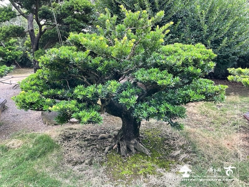 img 6197 1 [晶鑽羅漢松]等待，是為了下一次的蛻變(113) 盆栽(Bonsai)