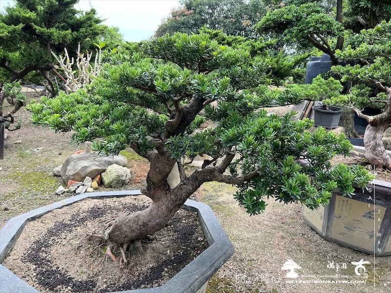img 6198 1 [晶鑽羅漢松]等待，是為了下一次的蛻變(92) 盆栽(Bonsai)