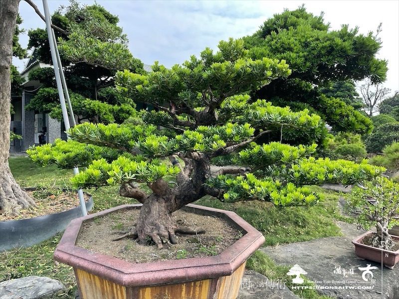 img 6200 2 1 [晶鑽羅漢松]等待，是為了下一次的蛻變(114) 盆栽(Bonsai)