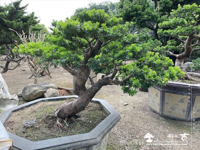 img 6201 1 [晶鑽羅漢松]等待，是為了下一次的蛻變(92) 盆栽(Bonsai)
