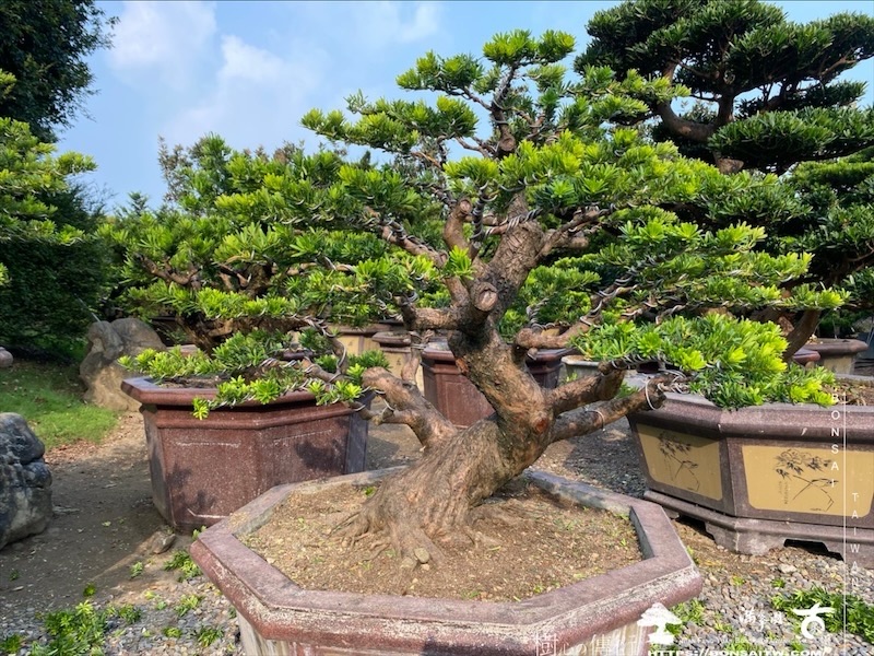 img 6203 1 [晶鑽羅漢松]等待，是為了下一次的蛻變(110) 盆栽(Bonsai)
