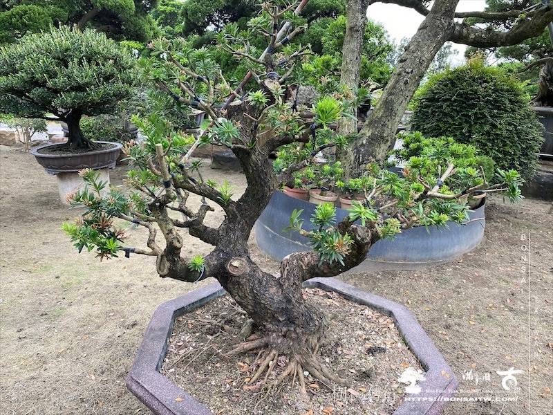 img 6205 1 [晶鑽羅漢松]等待，是為了下一次的蛻變(112) 盆栽(Bonsai)