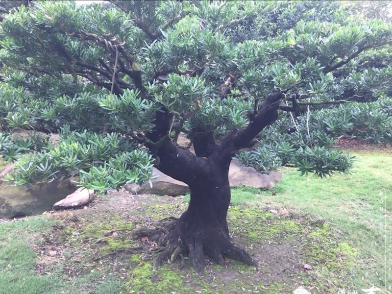 img 6206 1 [晶鑽羅漢松]等待，是為了下一次的蛻變(113) 盆栽(Bonsai)