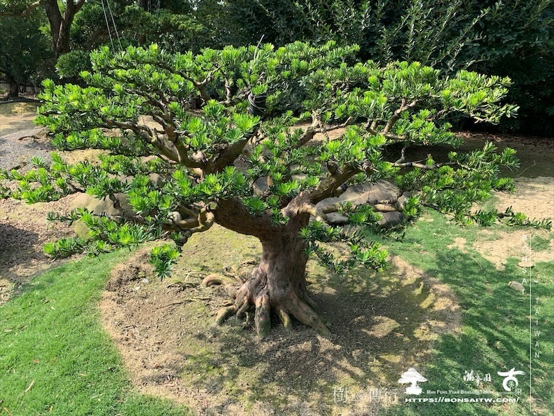 img 6209 1 [晶鑽羅漢松]等待，是為了下一次的蛻變(113) 盆栽(Bonsai)