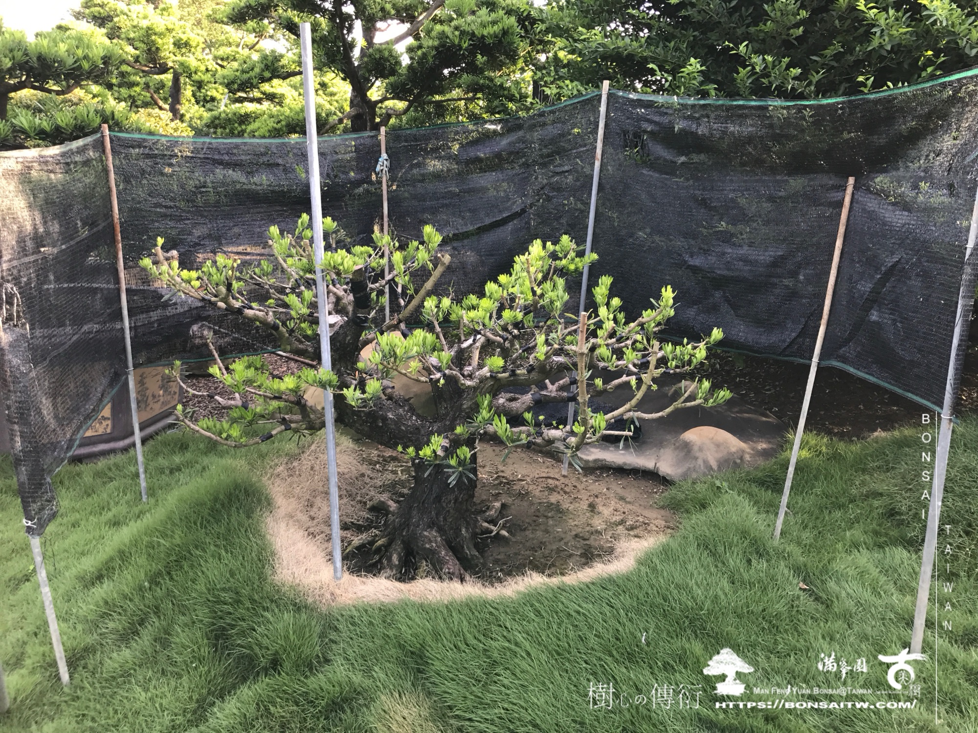 img 6210 1 [晶鑽羅漢松]等待，是為了下一次的蛻變(113) 盆栽(Bonsai)