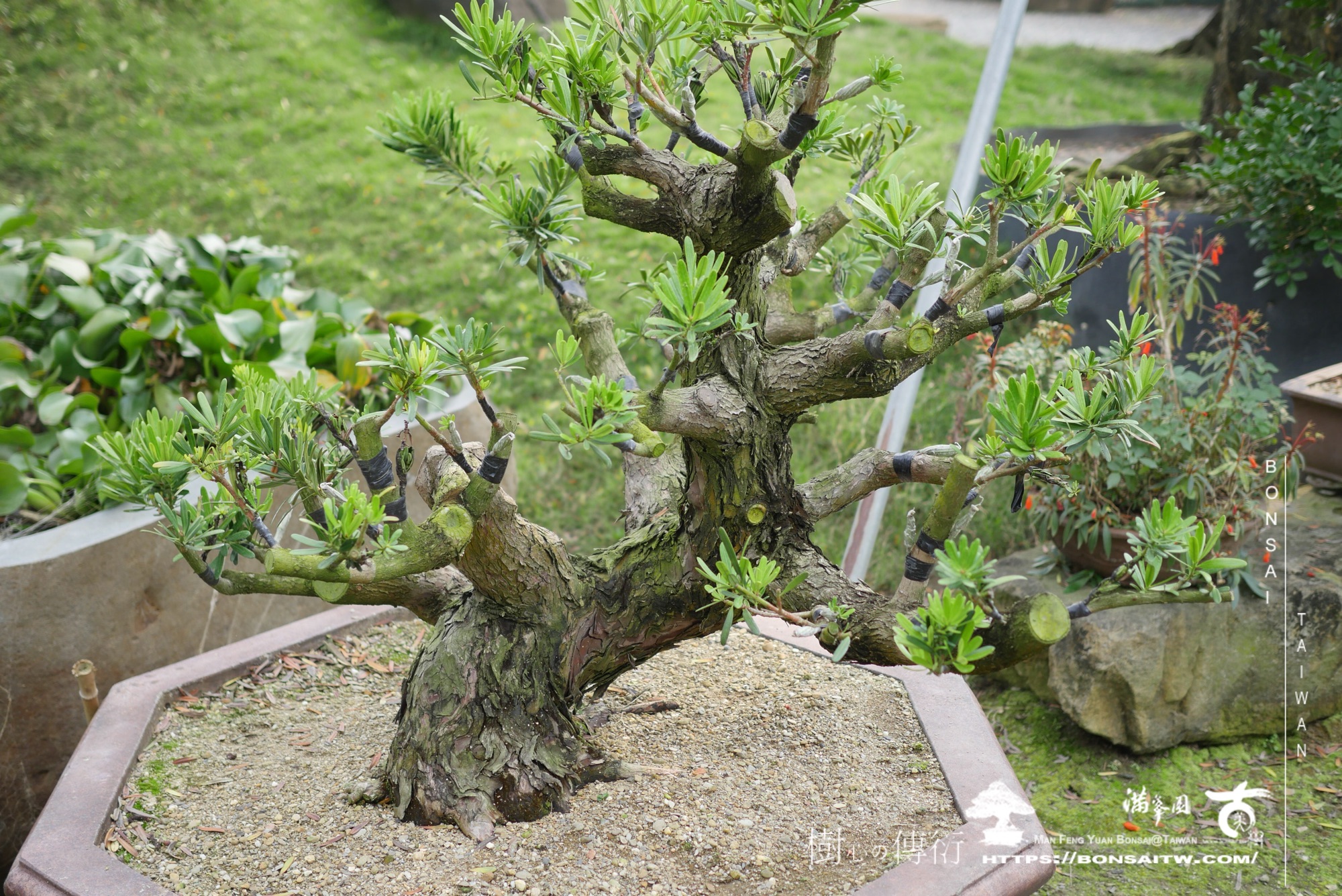 img 6214 1 [晶鑽羅漢松]等待，是為了下一次的蛻變(114) 盆栽(Bonsai)