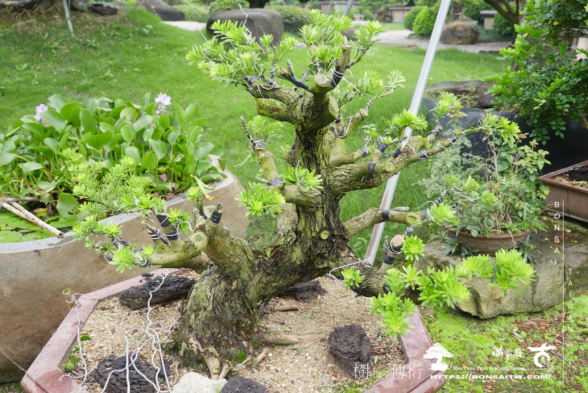 img 6215 1 [晶鑽羅漢松]等待，是為了下一次的蛻變(114) 盆栽(Bonsai)