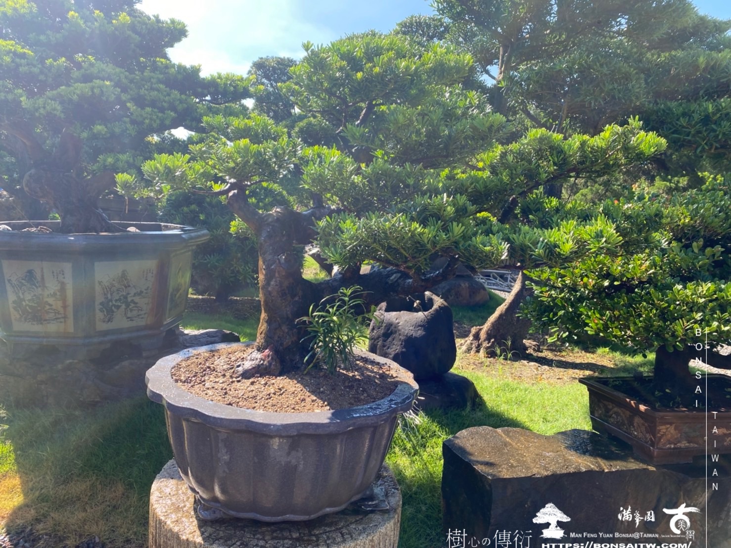 img 6221 1 [晶鑽羅漢松]等待，是為了下一次的蛻變(111) 盆栽(Bonsai)