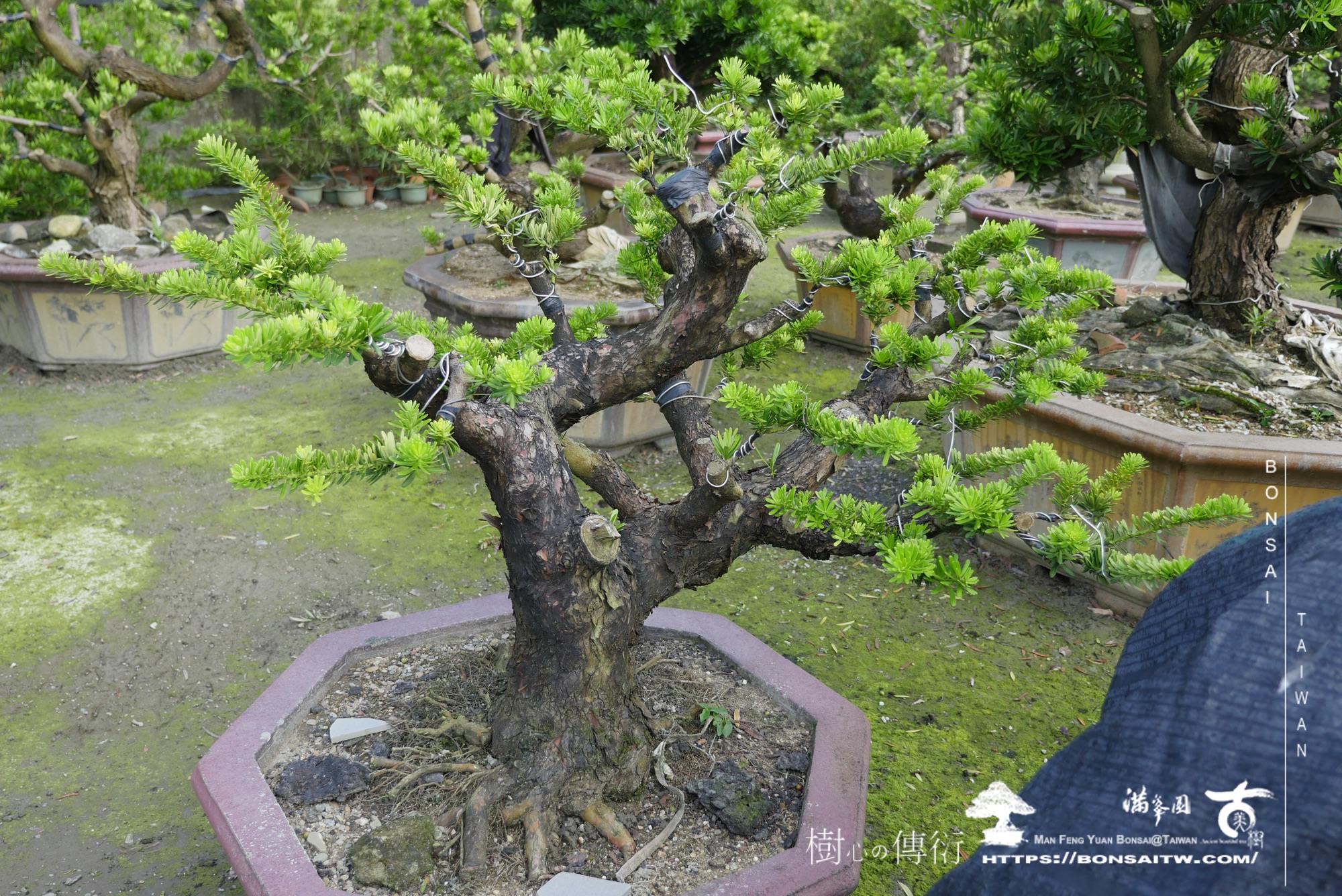 img 6225 1 [晶鑽羅漢松]等待，是為了下一次的蛻變(111) 盆栽(Bonsai)
