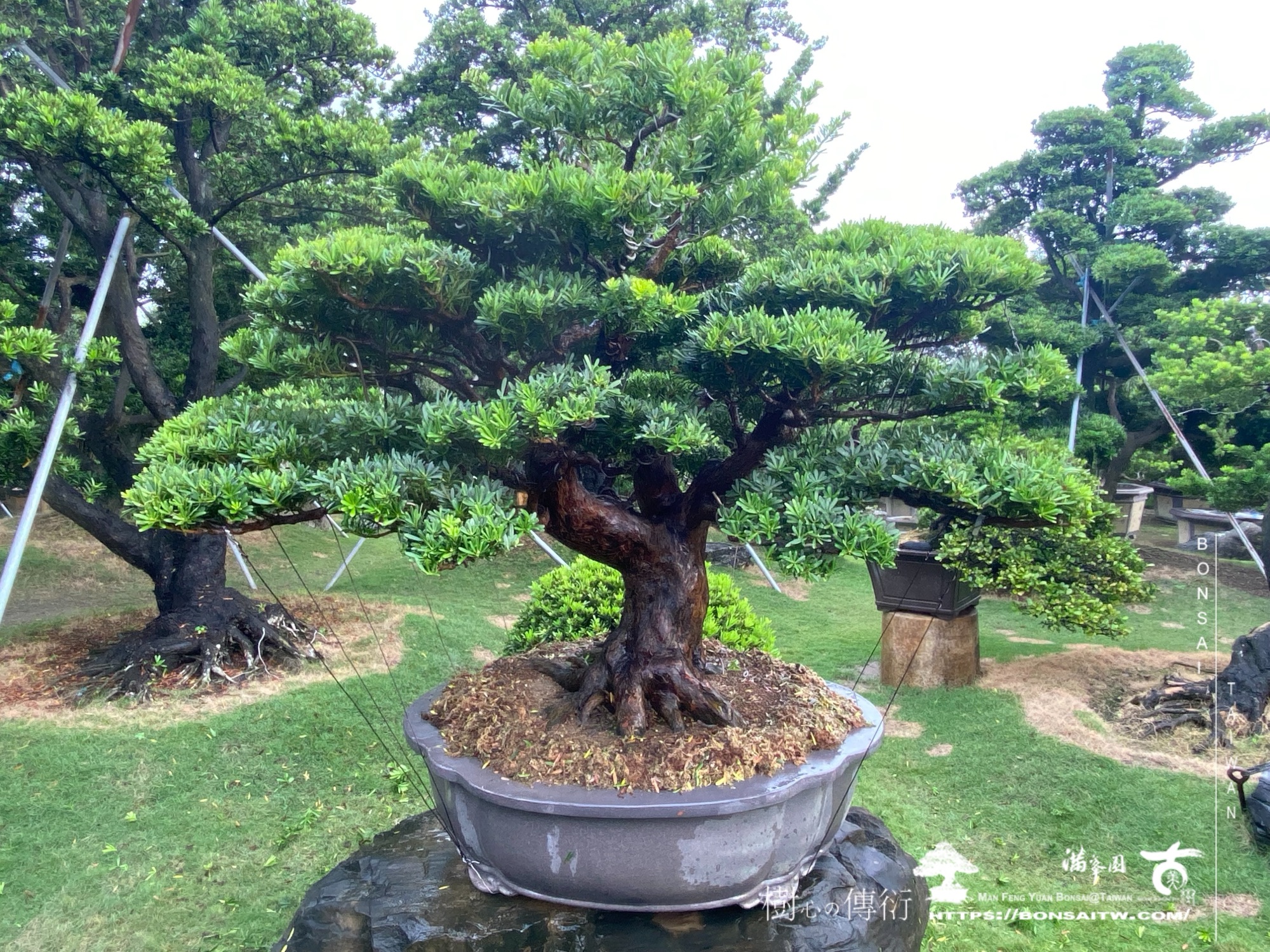 img 6227 1 [晶鑽羅漢松]等待，是為了下一次的蛻變(113) 盆栽(Bonsai)