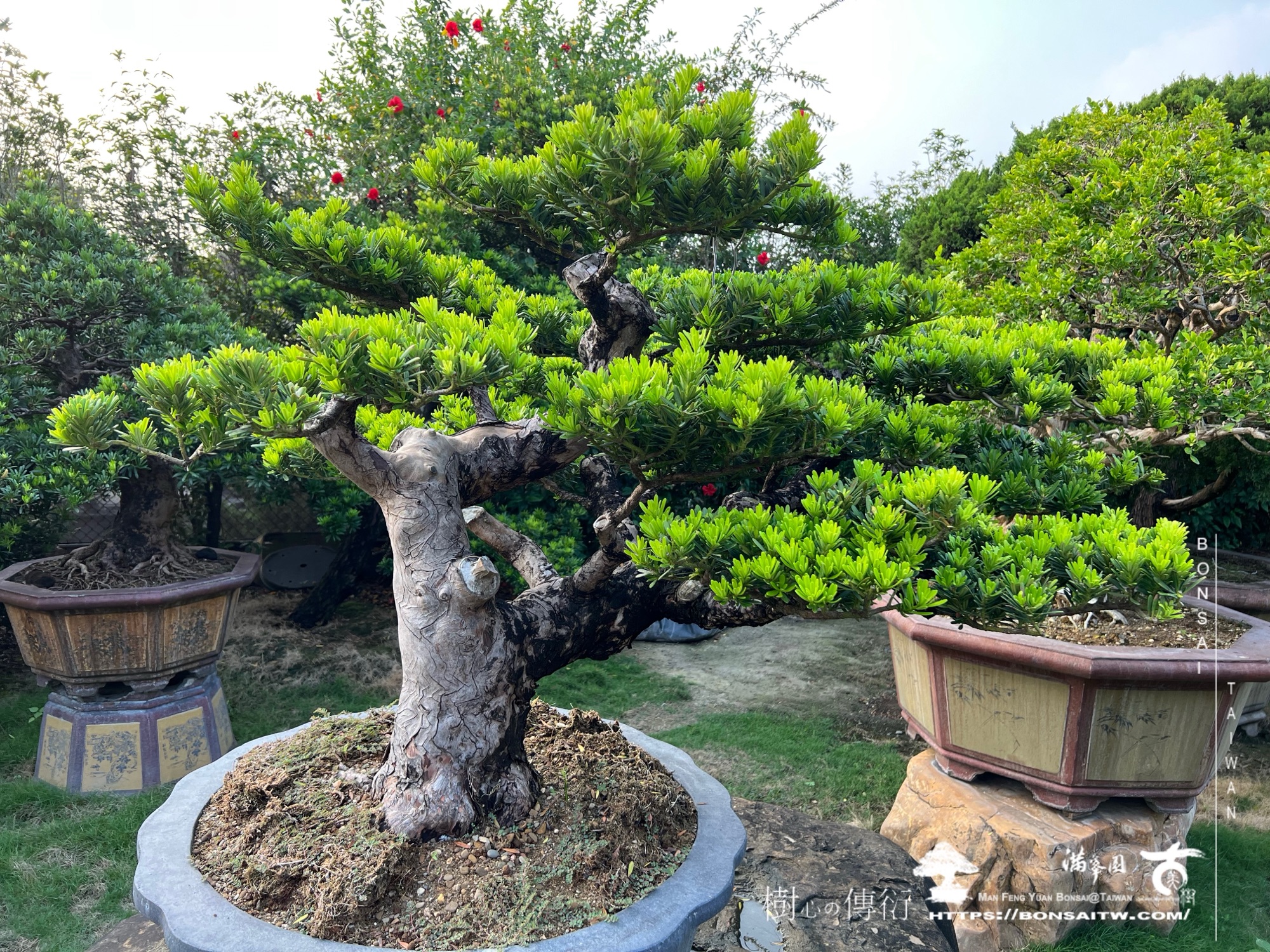 img 6231 1 [晶鑽羅漢松]等待，是為了下一次的蛻變(111) 盆栽(Bonsai)