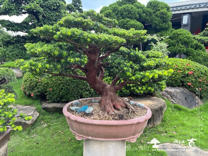 img 6247 1 [晶鑽羅漢松]等待，是為了下一次的蛻變(60) 蛻變專題(The plan)