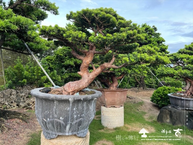 img 6248 1 [晶鑽羅漢松]等待，是為了下一次的蛻變(92) 盆栽(Bonsai)