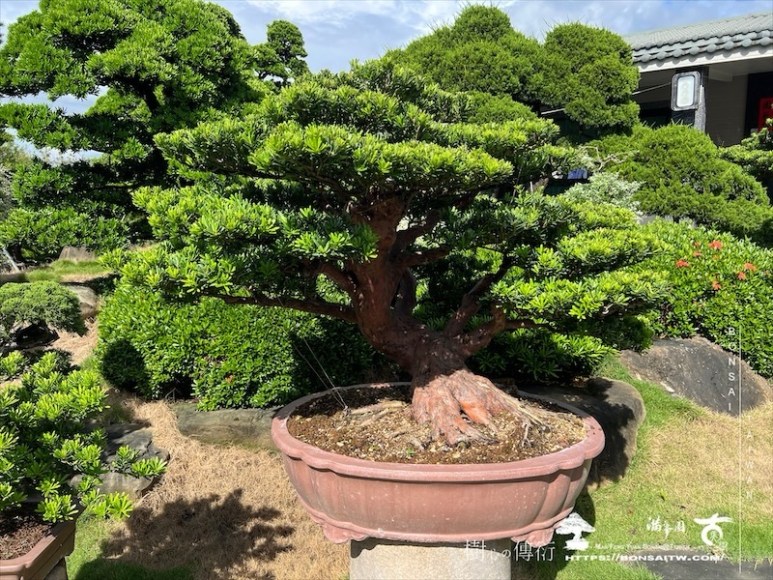 img 6252 1 [晶鑽羅漢松]等待，是為了下一次的蛻變(60) 蛻變專題(The plan)