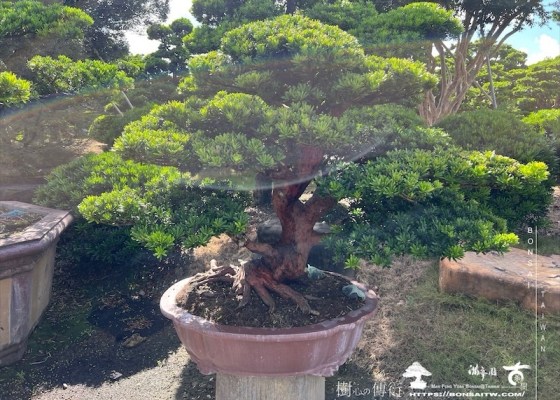 img 6253 1 [晶鑽羅漢松]等待，是為了下一次的蛻變(63) 蛻變專題(The plan)