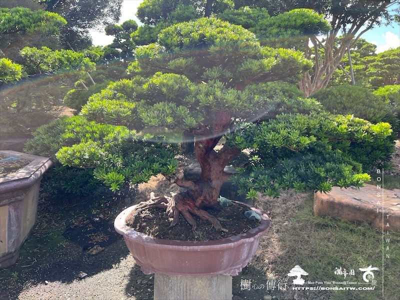 img 6253 1 [晶鑽羅漢松]等待，是為了下一次的蛻變(63) 盆栽(Bonsai)