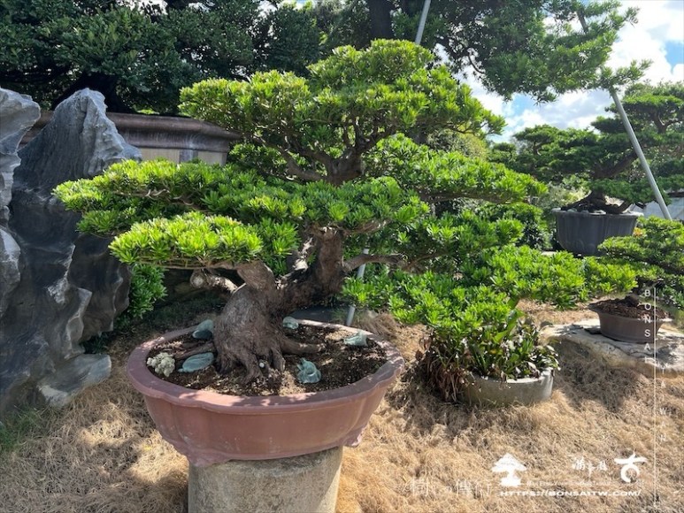 img 6255 1 [晶鑽羅漢松]等待，是為了下一次的蛻變(114) 盆栽(Bonsai)