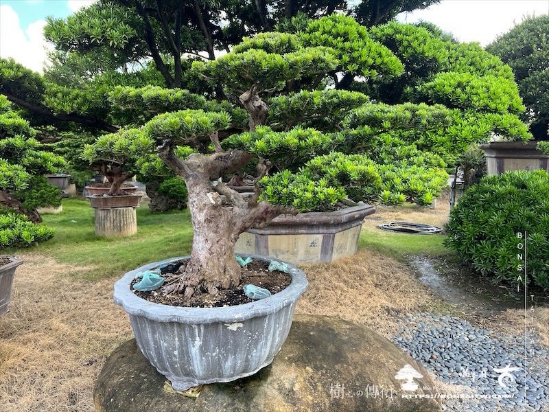 img 6256 1 [晶鑽羅漢松]等待，是為了下一次的蛻變(111) 盆栽(Bonsai)