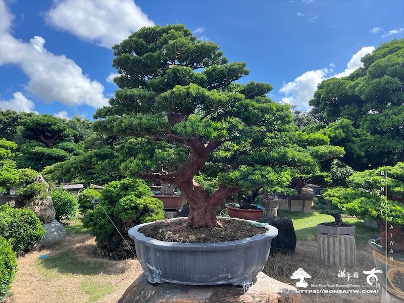 img 6257 1 [晶鑽羅漢松]等待，是為了下一次的蛻變(55) 盆栽(Bonsai)