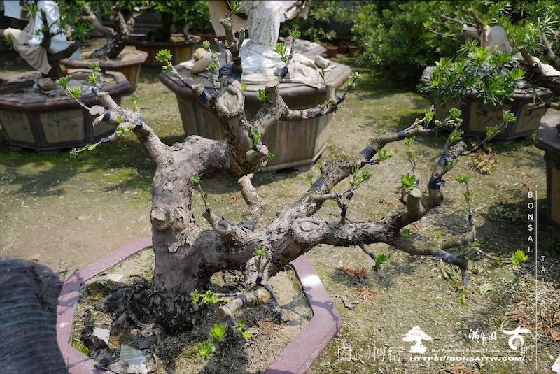 img 6263 1 [晶鑽羅漢松]等待，是為了下一次的蛻變(111) 盆栽(Bonsai)