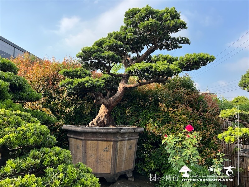 img 6613 1 [晶鑽羅漢松]等待，是為了下一次的蛻變(91) 蛻變專題(The plan)