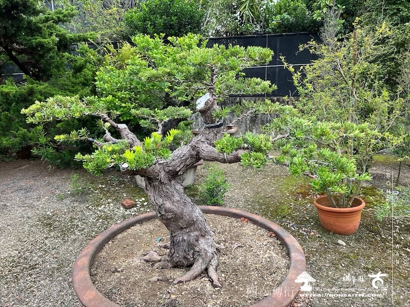 img 6978 1 [晶鑽羅漢松]等待，是為了下一次的蛻變(116) 盆栽(Bonsai)