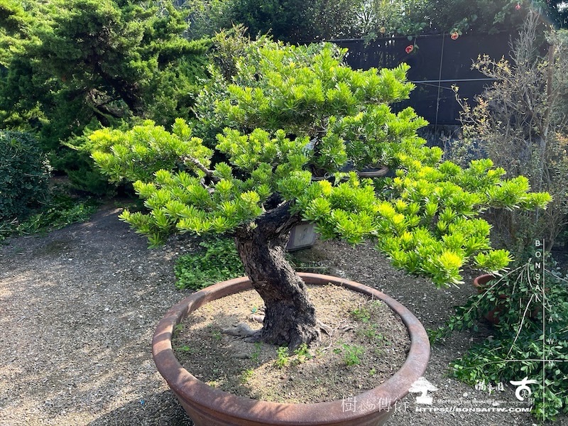 img 6979 1 [晶鑽羅漢松]等待，是為了下一次的蛻變(116) 盆栽(Bonsai)