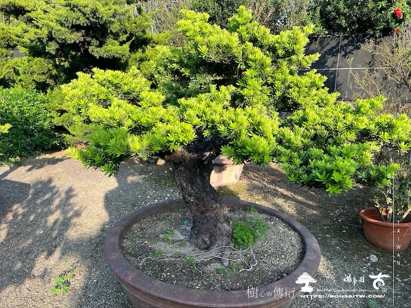 img 6980 1 [晶鑽羅漢松]等待，是為了下一次的蛻變(116) 盆栽(Bonsai)