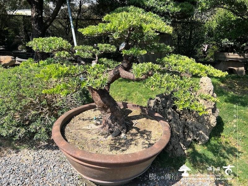 img 6981 1 [晶鑽羅漢松]等待，是為了下一次的蛻變(116) 盆栽(Bonsai)