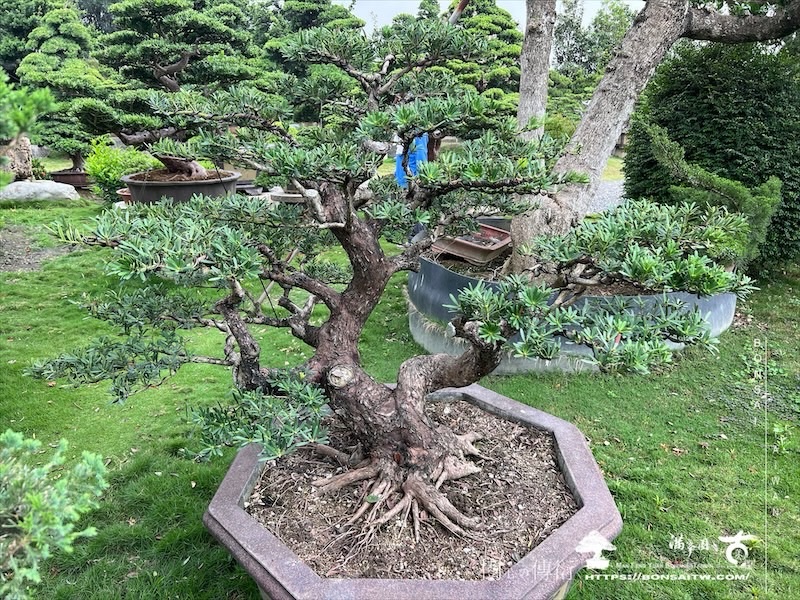 img 6983 1 [晶鑽羅漢松]等待，是為了下一次的蛻變(112) 盆栽(Bonsai)