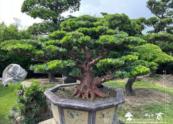 img 8029 1 [晶鑽羅漢松]等待，是為了下一次的蛻變(115) 羅漢松(Podocarpus costalis)