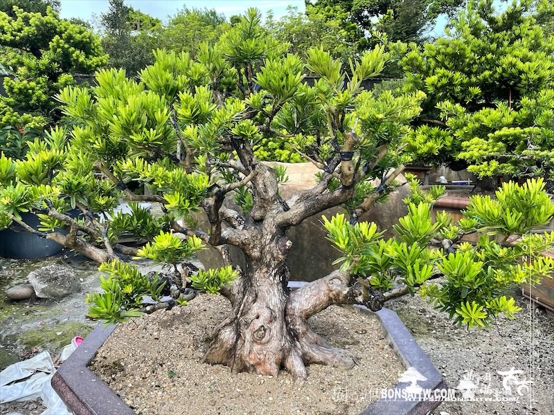 img 8031 1 [晶鑽羅漢松]等待，是為了下一次的蛻變(115) 盆栽(Bonsai)