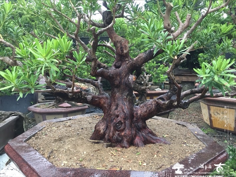 img 8033 1 [晶鑽羅漢松]等待，是為了下一次的蛻變(115) 盆栽(Bonsai)